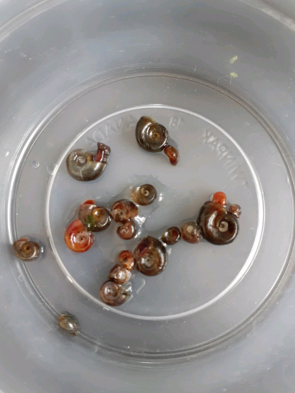 Snails as feeders or cleanup crew ramshorn in Fish for Rehoming in Winnipeg - Image 2