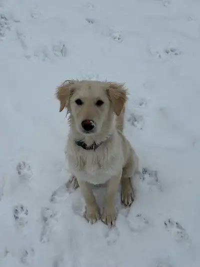golden retriever puppy , View more