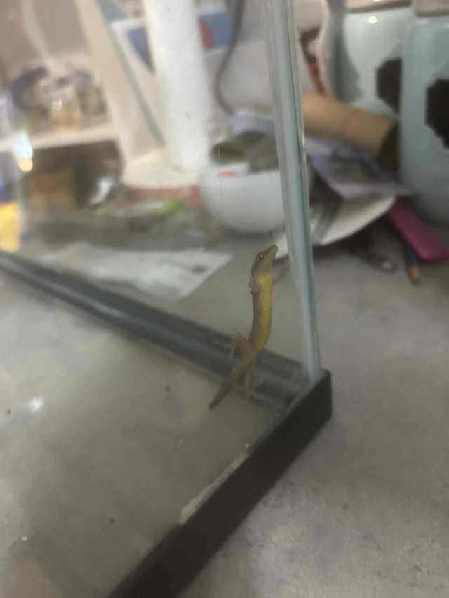 Mourning Geckos ( 2 for them) in Reptiles & Amphibians for Rehoming in Oshawa / Durham Region - Image 2
