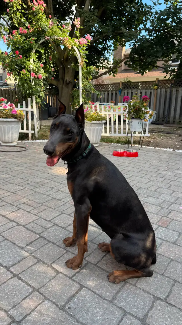 Rare Blue Doberman – 8-Month-Old Female for Rehoming in Dogs & Puppies for Rehoming in Markham / York Region - Image 3