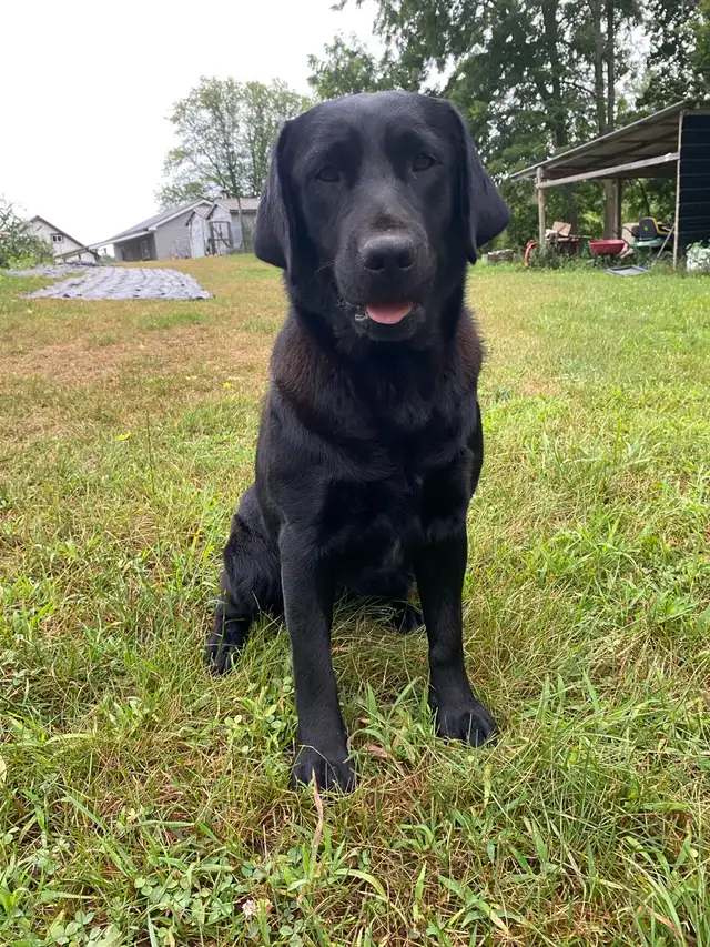 CKC Registered Labrador Retriever | Dogs & Puppies for Rehoming ...