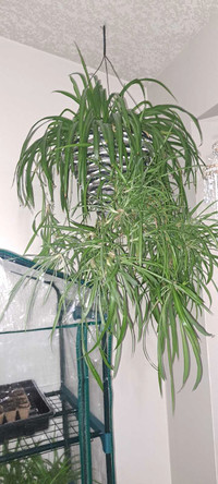 Clippings off my spider plant
