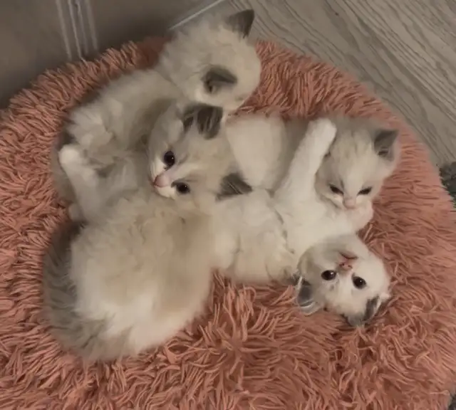 TICA Registered Purebred Ragdoll Kittens Rehoming (Read Full)