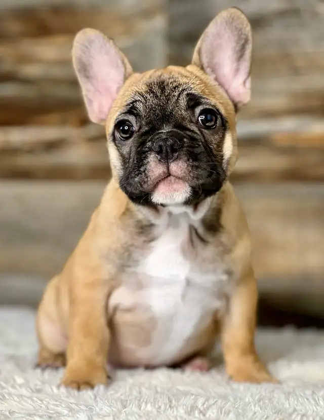 ♥️Ready now! French Bulldog puppies ♥️ in Dogs & Puppies for Rehoming in Calgary - Image 3
