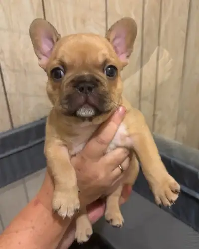 French Bulldog Puppies CKC, View more