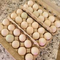 Fresh Duck Eggs for Sale!