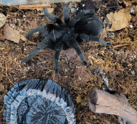 Grammostola Pulchra + terrarium