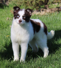Toy Pomsky puppy with blue eyes