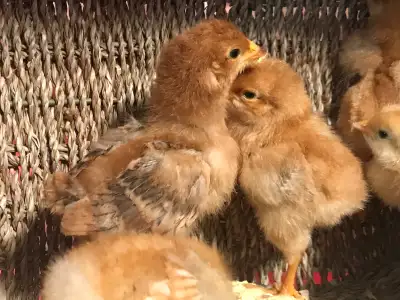 Newly  Hatched backyard chicks, View more