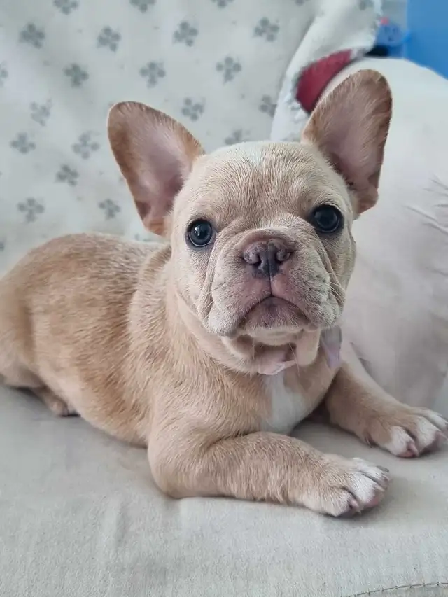 CKC French Bulldog Puppies in Dogs & Puppies for Rehoming in St. Catharines - Image 4