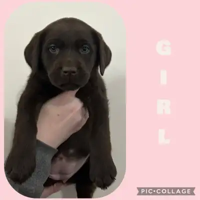 Purebread Labrador Puppies, View more