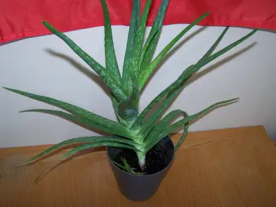 House plants, $1, $2, $5., View more