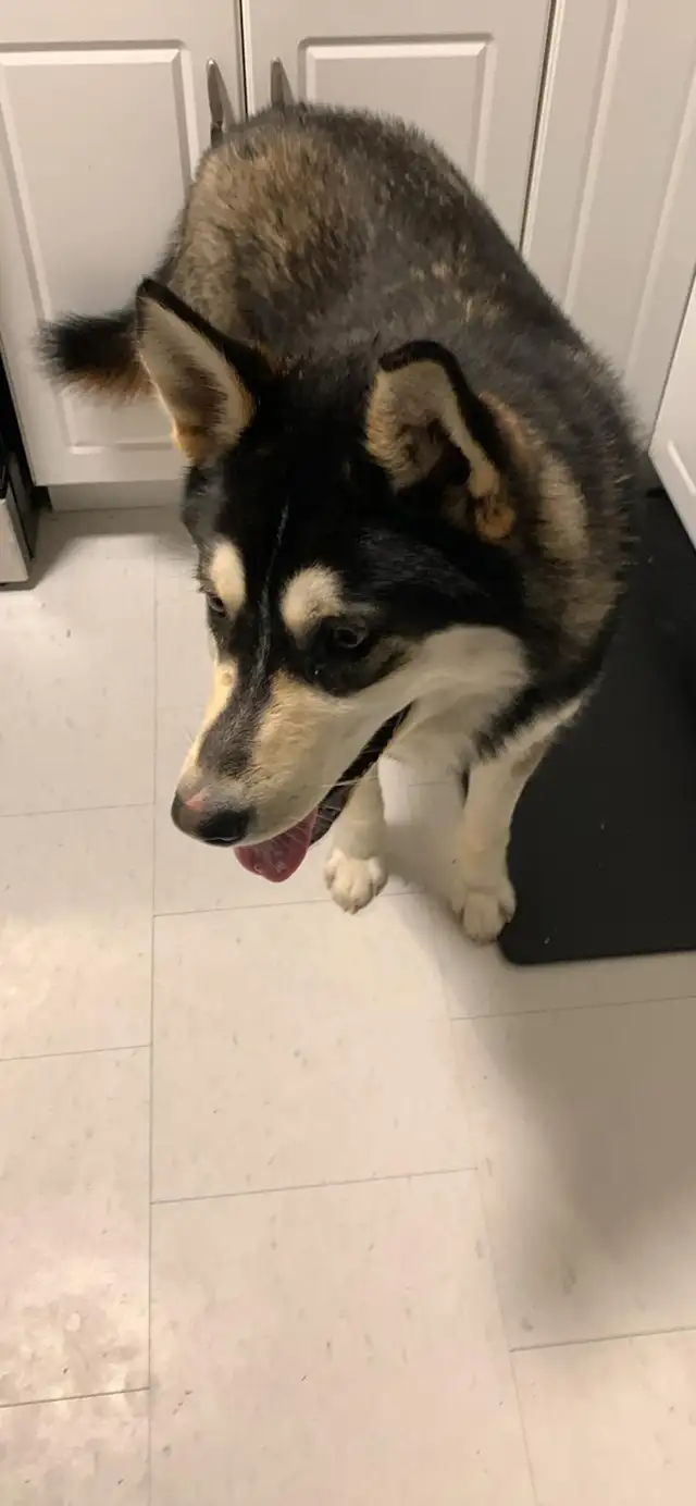 Husky for sale all shots and fixed. in Dogs & Puppies for Rehoming in Sudbury - Image 3