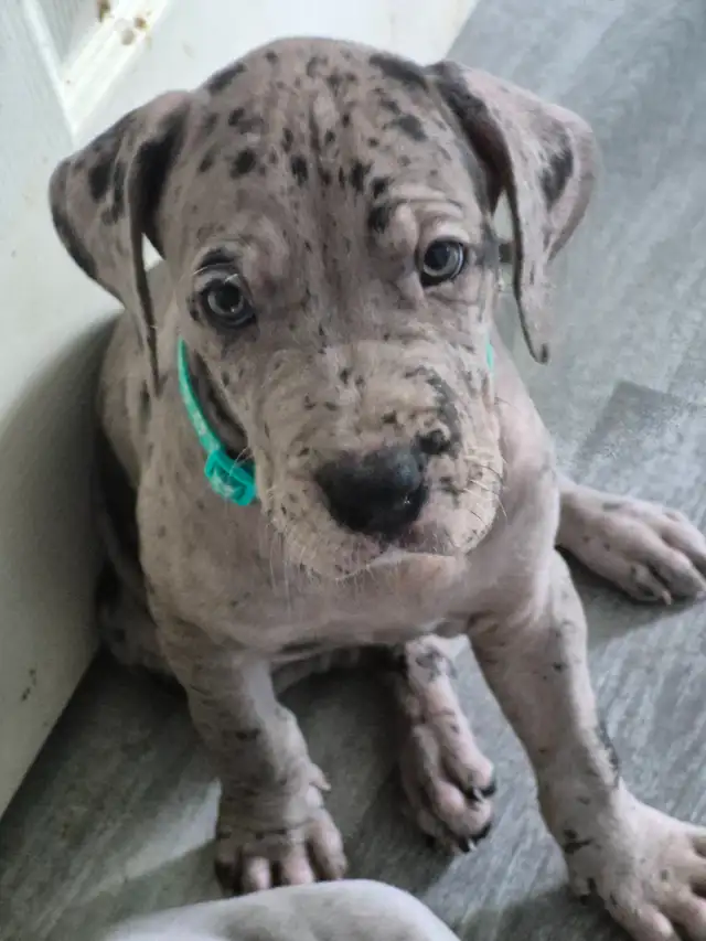 Great Dane Puppies in Dogs & Puppies for Rehoming in Sudbury - Image 18