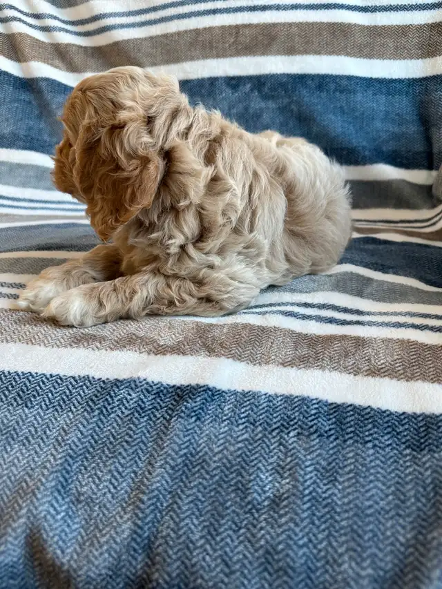 ❤️Home Raised Mini Cockapoo's With A 2 Year Health Guarantee❤️ in Dogs & Puppies for Rehoming in City of Toronto - Image 7