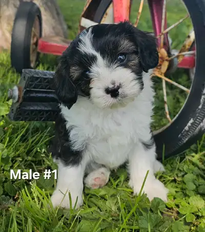 Cavalier king charles x Yorkie Puppies, View more