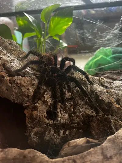 Lasiodora Parahybana Female, View more