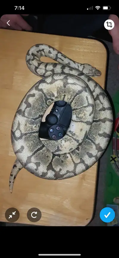 Male ball python absolutely love this guy hate to have to do this but he’s a 4 yr old bumblebee ball...