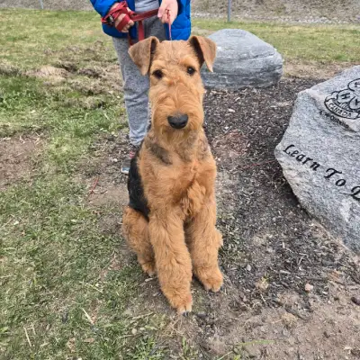 Home bred CKC Registered Airedale Terriers. We breed with only the best intentions for our dogs. Pup...