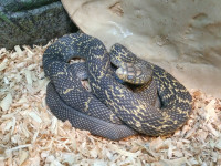 King Rat Snake