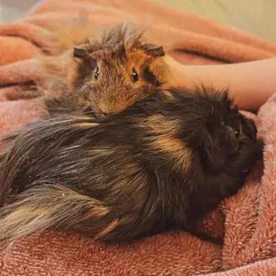 guinea pigs, View more