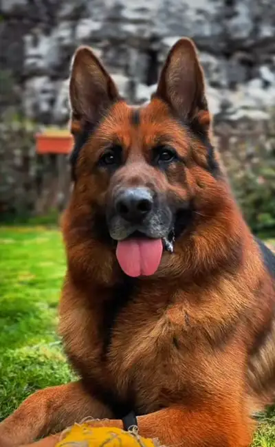 FCI, CKC Reg German Shep. male puppy 5m old, On parle le FRANÇAI, View more