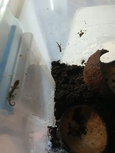 Mourning geckos babies, View more