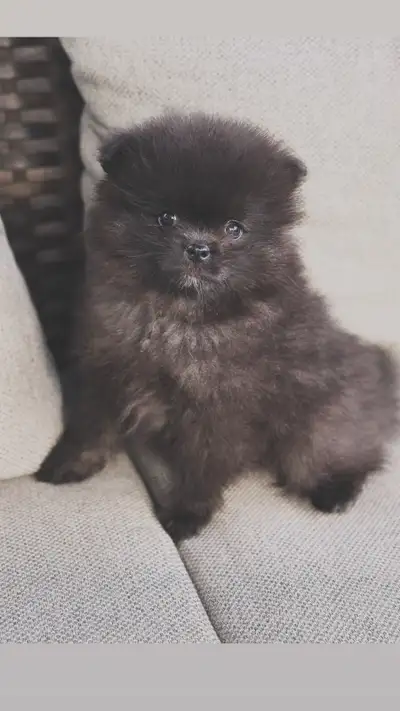 Pomeranian, View more
