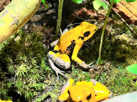 Dart Frogs - Phyllobates terribilis- Orange Blackfoot