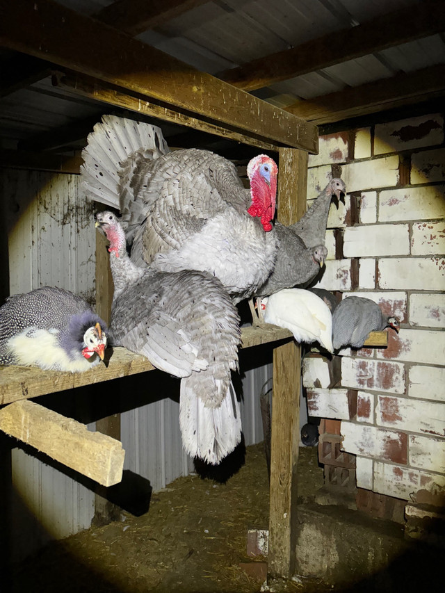Turkey hatching eggs  in Livestock in Chatham-Kent