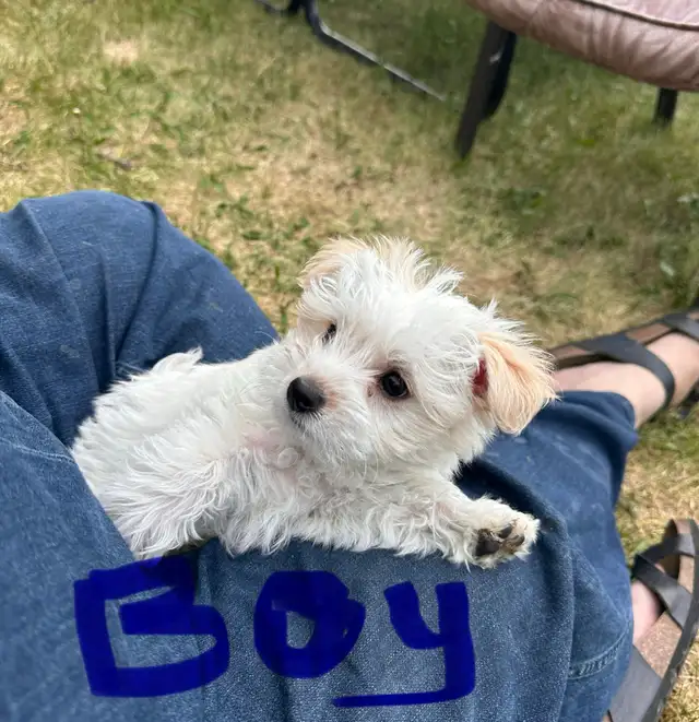 Yorkie-Poodle Puppies in Dogs & Puppies for Rehoming in Strathcona County - Image 4