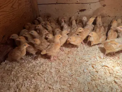 Layer Chicks, View more
