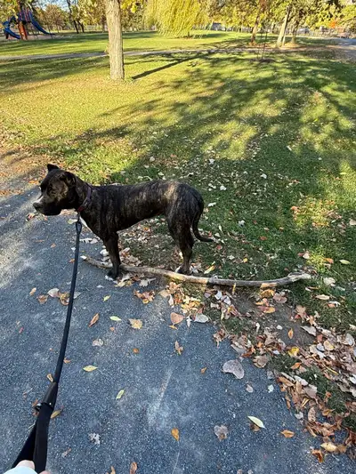 Female Presa Canario Rehoming, View more