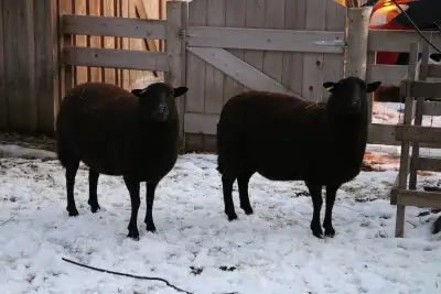 Lamb roasts and lamb chops, View more