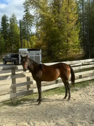 2.5yr old gelding, View more