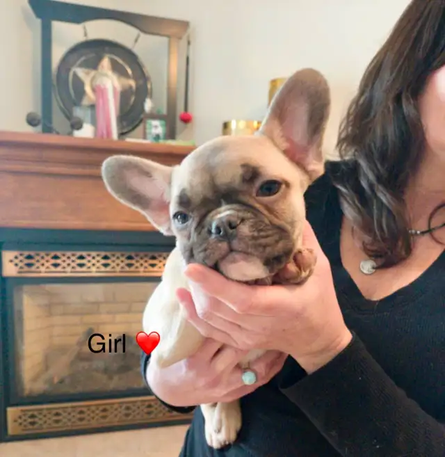 French bulldogs puppies - Bulldogs Francais in Dogs & Puppies for Rehoming in West Island - Image 4
