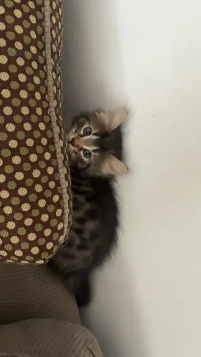 Bengal, british mix kittens 2/4 left, View more