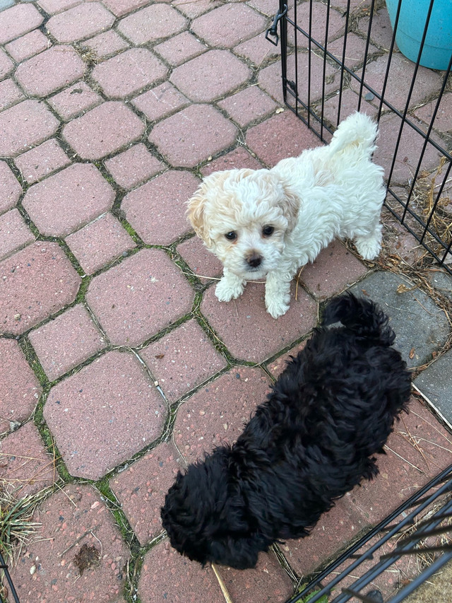 ❤️ Yorkie poo ❤️ One Left ❤️ in Dogs & Puppies for Rehoming in St. Albert - Image 3