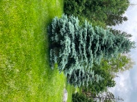 9'-12' Blue Spruce trees