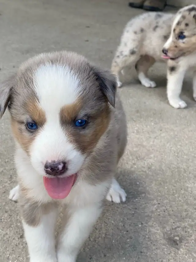 Australian Shepherd x Husky Puppies in Dogs & Puppies for Rehoming in Stratford - Image 7