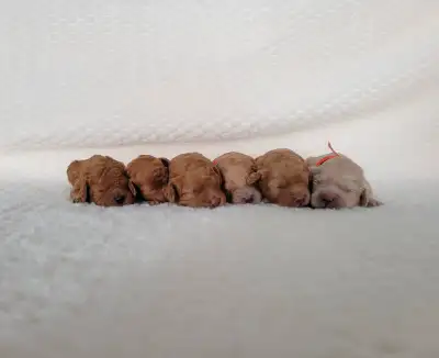 CAVAPOO LITTER COMING SOON!, View more