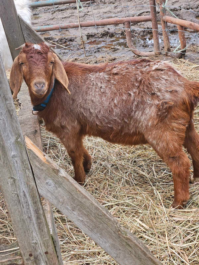 Goats for sale  in Livestock in Brockville