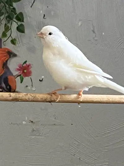 canaries for sale, View more