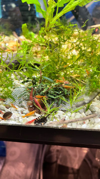 Assorted Neocaridina Shrimp aquarium*
