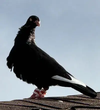 Magpie Pigeon, View more