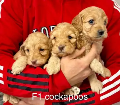 Cockapoos. Mini and small/ medium goldendoodles and aussiedoodle, View more