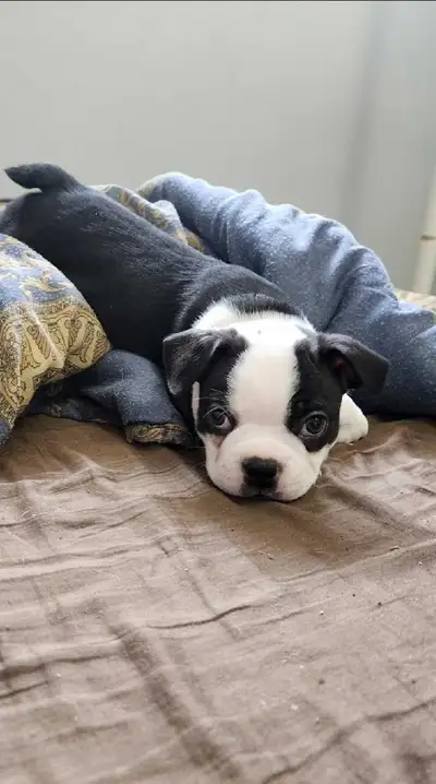 Boston Terrier Pure Breed Puppies For Adoption, View more
