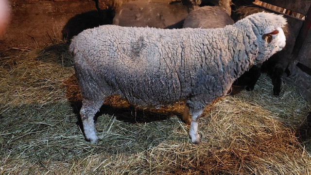 FOR SALE: Proven Breeder Ile De France Ram "RED" in Livestock in Dartmouth - Image 2