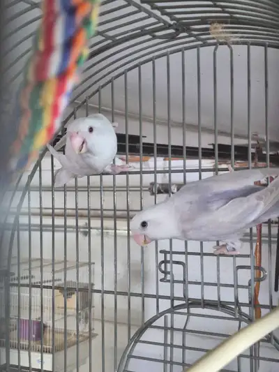stunning love birds great deal price reduced  to sell, View more