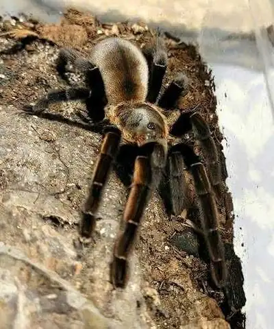 Thai Golden Fringe Tarantula, View more